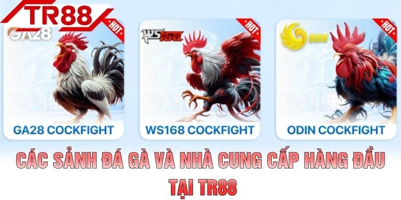 Các sảnh đá gà và nhà cung cấp hàng đầu tại TR88